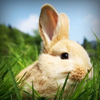 /album/diversion-movil/photolia-a03-jpg/